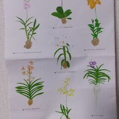 ミニ蘭4つの画像