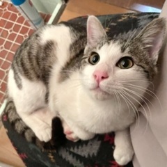 トライアルきまりました。キジ白くんの里親になってください！