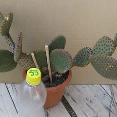 扇サボテン ルフィーダ 　ウチワサボテン カット苗