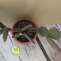 扇サボテン ルフィーダ 　ウチワサボテン カット苗の画像