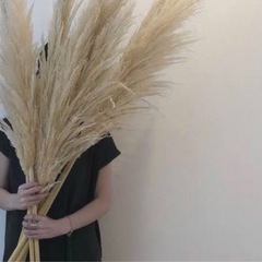 パンパスグラス　pgaの画像