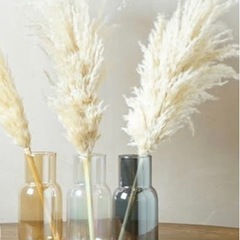 パンパスグラス　pgaの画像