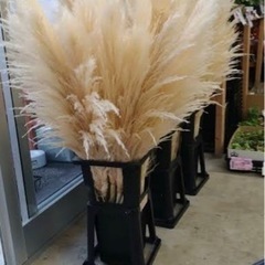 パンパスグラス　pgaの画像