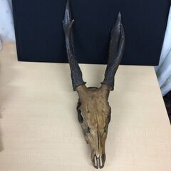 鹿角 鹿頭蓋骨 しか シカ 標本 剥製 壁掛 飾 コレクションの画像