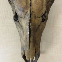 鹿角 鹿頭蓋骨 しか シカ 標本 剥製 壁掛 飾 コレクションの画像