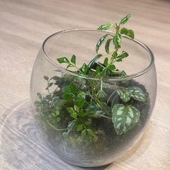 苔テラリウム【2000円】の画像