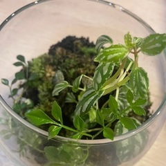 苔テラリウム【2000円】の画像