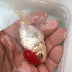 飯田産   丹頂の画像