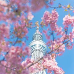 【4月2日(土)】 お昼の桜撮影@三鷹市 (Kanoa Photo Club) - 三鷹市