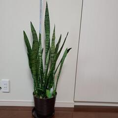さらにお値下げ！サンセベリア（観葉植物）