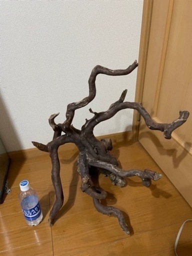 巨大！！エレファントウッド