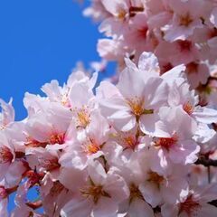 3/27(日) あにおた お花見オフ🎐
