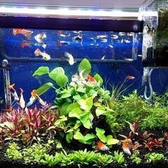 熱帯魚好きな方！ - 友達