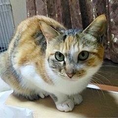 家族が決まりました☺︎【三毛猫】1才半 女の子
