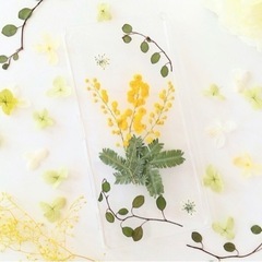ミモザ　葉gdaの画像