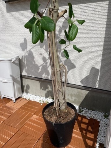 フィカス　ベンガレンシス　大型