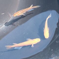 ◆値下◆メダカ（紅薊 <普通体型> ①）《2021年生：若魚》３匹