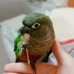 【至急】ウロコインコを探しています！