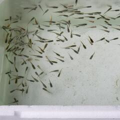 メダカ　雑種　ミックス　20匹の画像