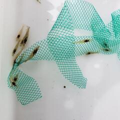ミナミヌマエビ🦐10匹　