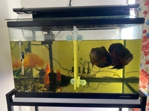 水槽60cmセットオスカー魚　三匹recparrot魚4匹