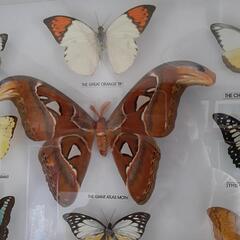 蝶々の標本