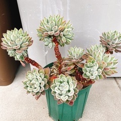 【交渉中】多肉植物