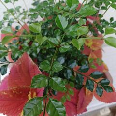 🌴植物シマトネリコ&コリウス