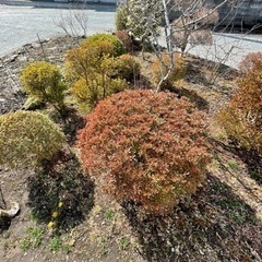 庭にあるツツジなどいりませんか？の画像