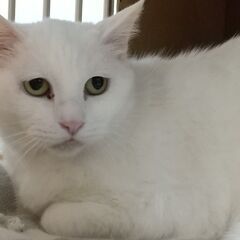 ちょっと垂れ目の白ねこホーリー10才 - 横浜市