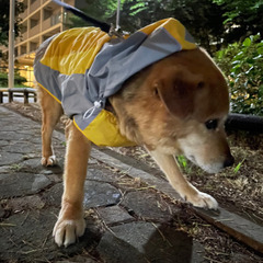 中大型犬用　ペット用品　あげます