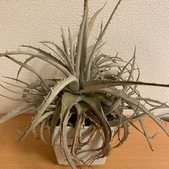 【多肉植物】デイッキア　Dyckia silver bullet