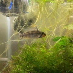 アピストグラマ　ペルソナータ　ミツ　Wild の♂