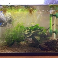 アピストグラマ　ペルソナータ　ミツ　Wild の♂の画像