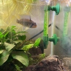 アピストグラマ　ペルソナータ　ミツ　Wild の♂の画像