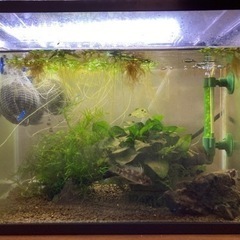 アピストグラマ　ペルソナータ　ミツ　Wild の♂の画像