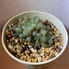 【多肉植物】ハオルチアオブツーサ