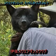 スクエアダンスサークル　メンバー募集の画像