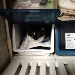 猫の里親様探しています。
