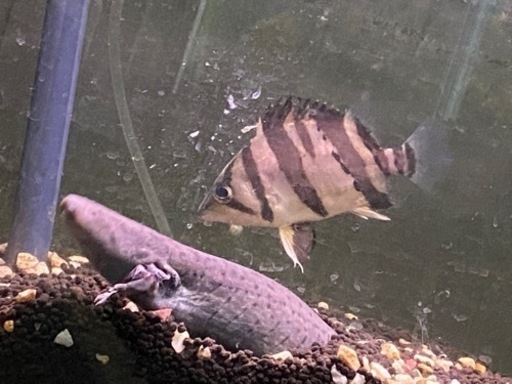 ダトニオリアルバンド 14cm±