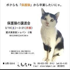 保護猫譲渡会🐾