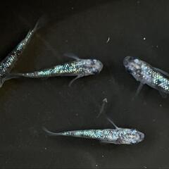 値下げ白ブチラメ幹之サファイア系 若魚10匹