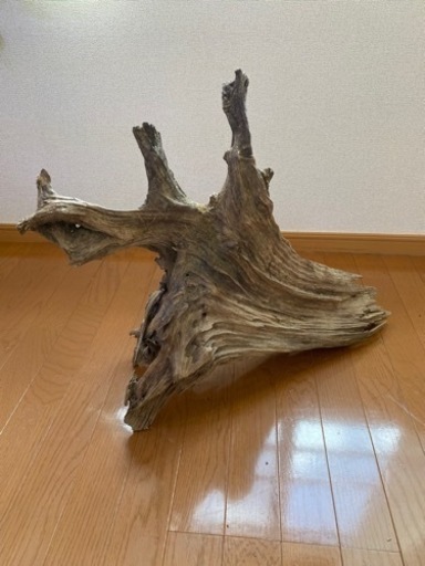 インテリア流木(購入予定者有)