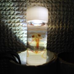 骨格標本　魚　カエルの画像