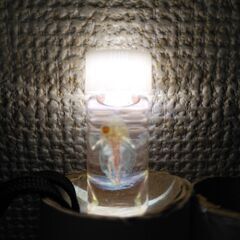骨格標本　魚　カエルの画像