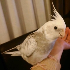 迷子のオカメインコを探しています