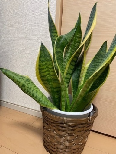 サンスベリア