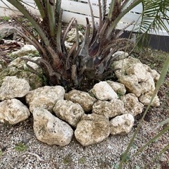 琉球石灰岩