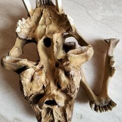 サーベルタイガーの化石(レプリカ)の画像