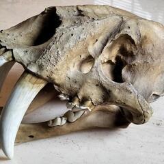 サーベルタイガーの化石(レプリカ)の画像
